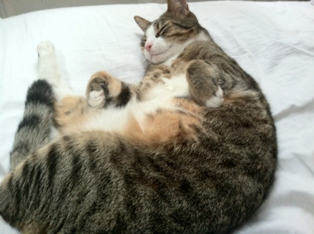 关于胜利:团队合作带来的巨大成功,团队合作取得成功的名言