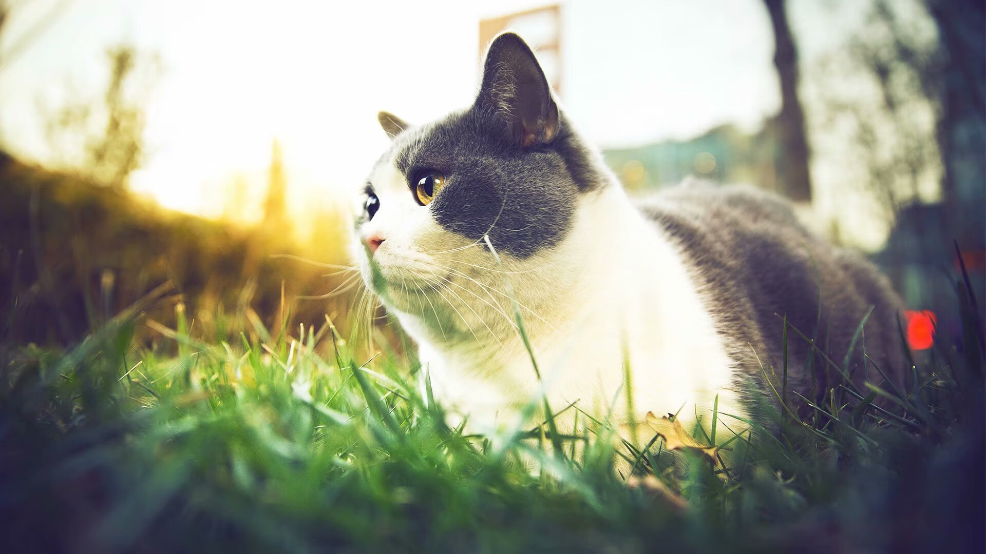 意甲激烈,专家解析战术细节,意甲专家分析