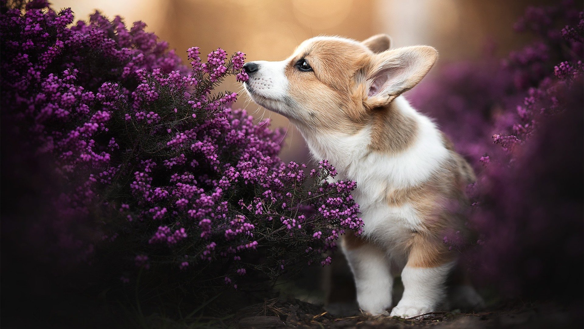 kaiyun.com-数字体育技术赋能青少年运动场馆，提升场馆智能化水平，体育场馆数字化转型