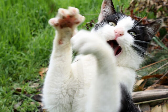 教练的战术哲学:是什么让他们成为时代的佼佼者?,战术教练员集训