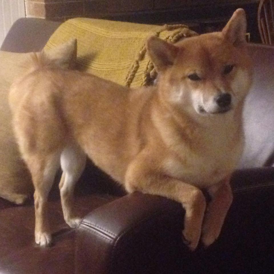 kaiyun网站-梅西在法甲首秀即破门，助巴黎再下一城，梅西在法甲踢了几场