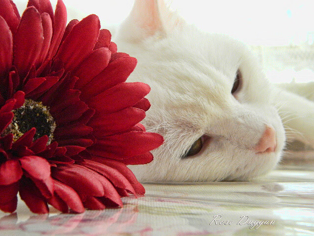 kaiyun体育综合-法甲裁判的判罚成为关注焦点，西甲裁判安排