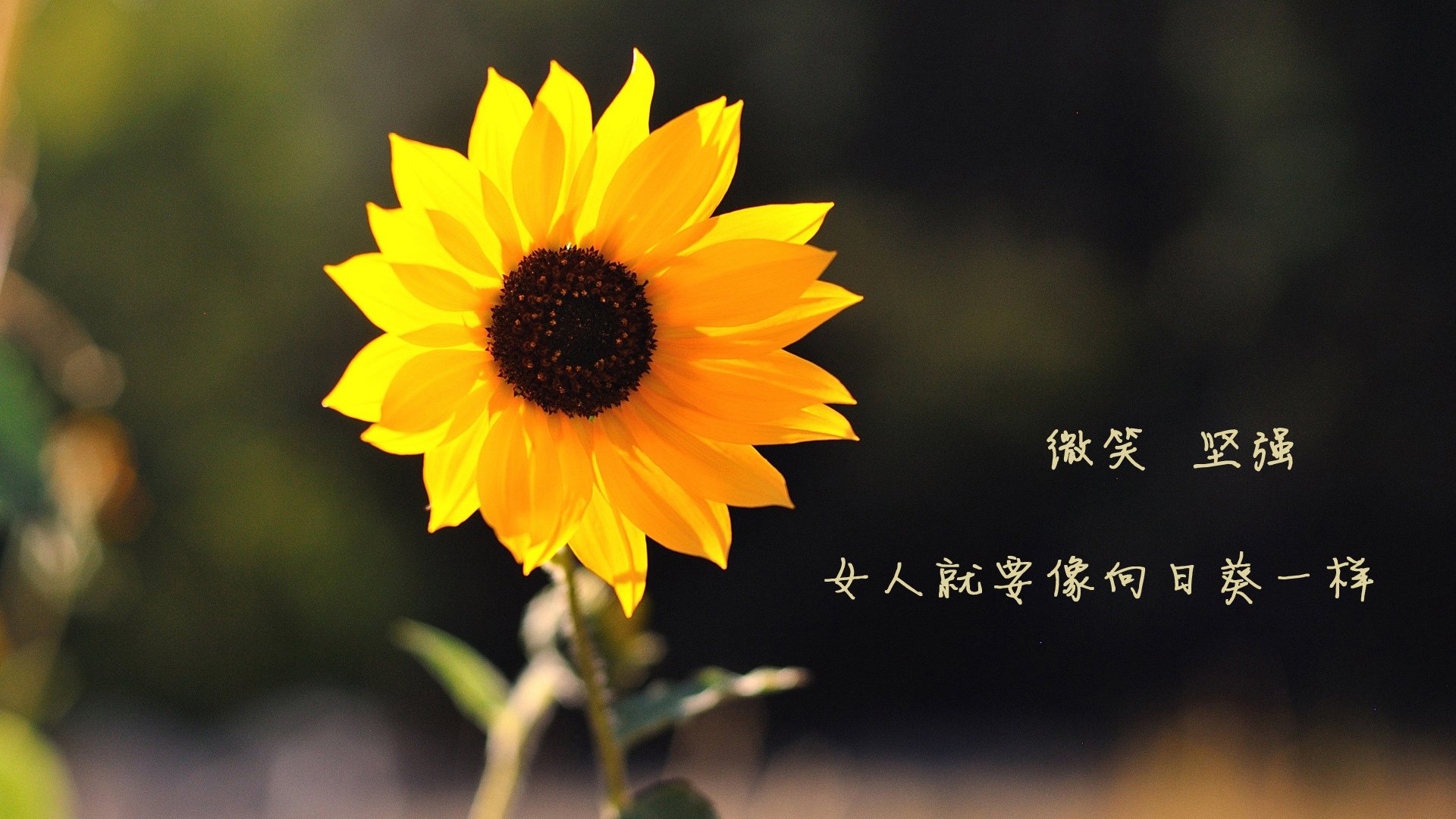 KAIYUNAPP-维克托·文班亚马成为NBA社交媒体关注焦点，维克托文班亚马臂展