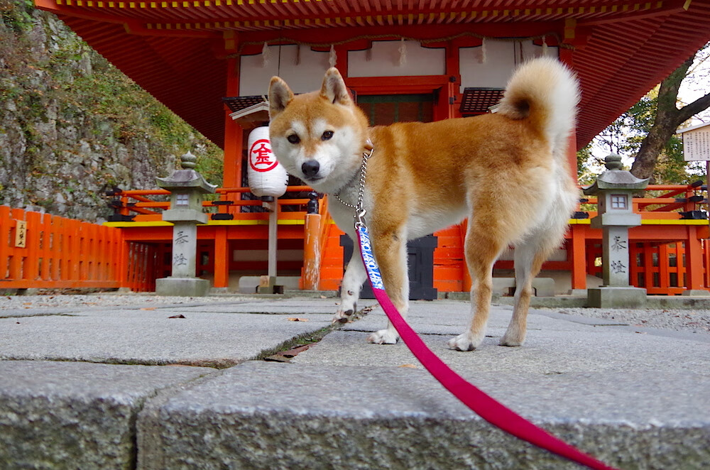 费尔明在奥运会中获得金牌,如何评价费尔明娜