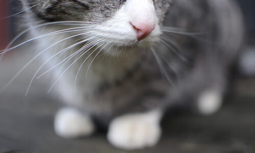 运动员志愿者:幕后默默贡献的“无名英雄”,运动员做公益