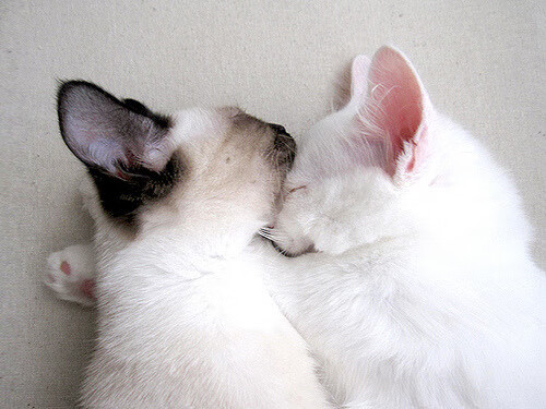 Aster关键战役精彩回顾