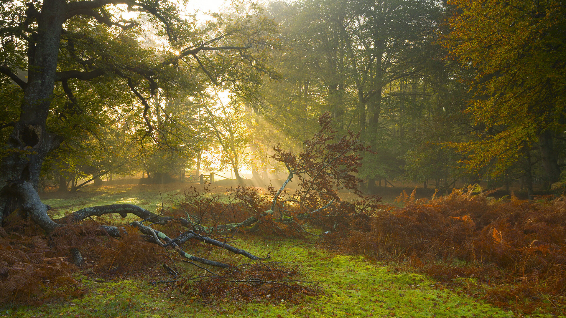 KAIYUN 中国大陆-中国球员在国际篮球赛中崭露头角，中国篮球外籍球员
