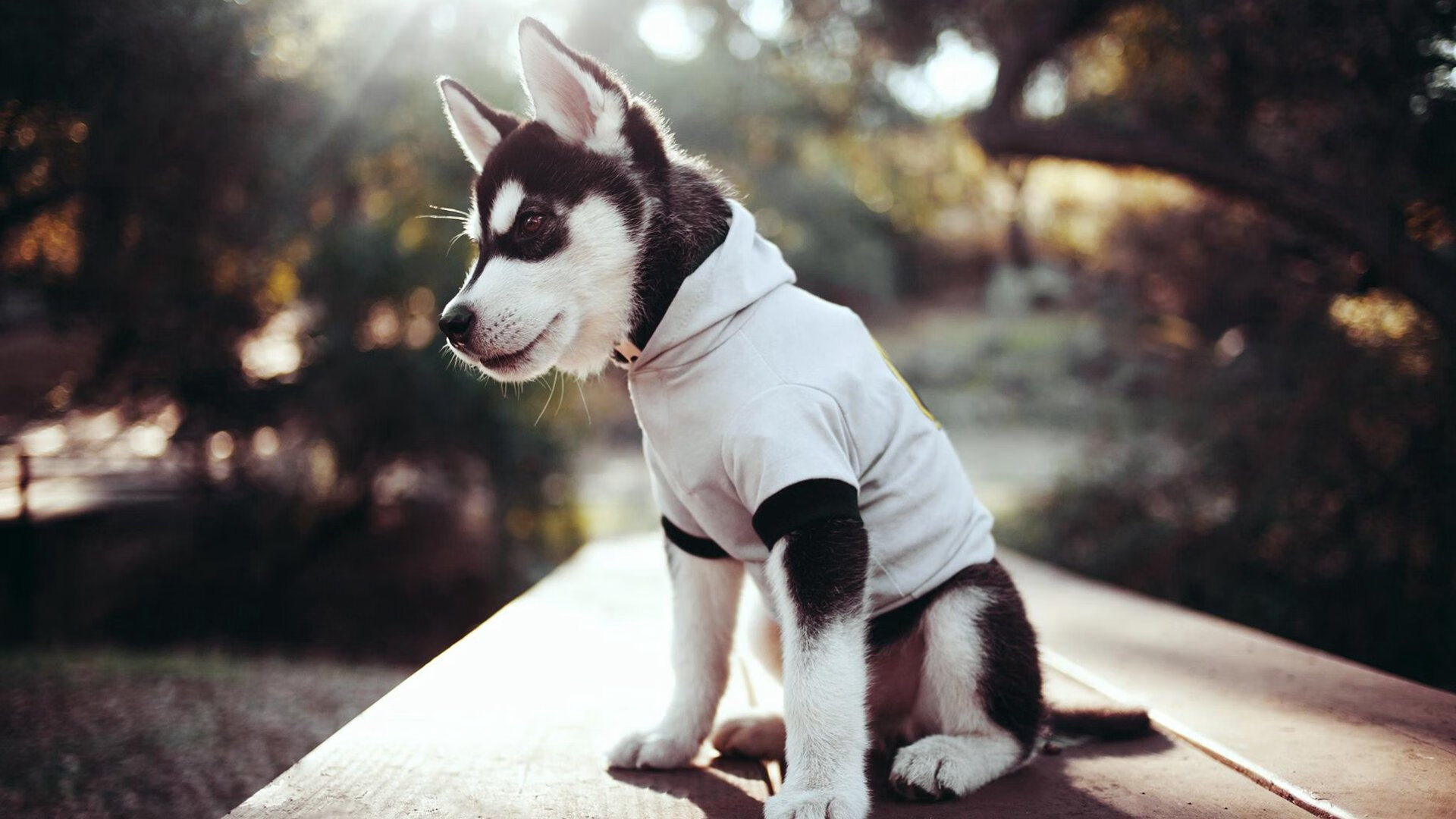 Kaiyun APP-女足世界杯国际媒体报道聚焦，女足世界杯举办国