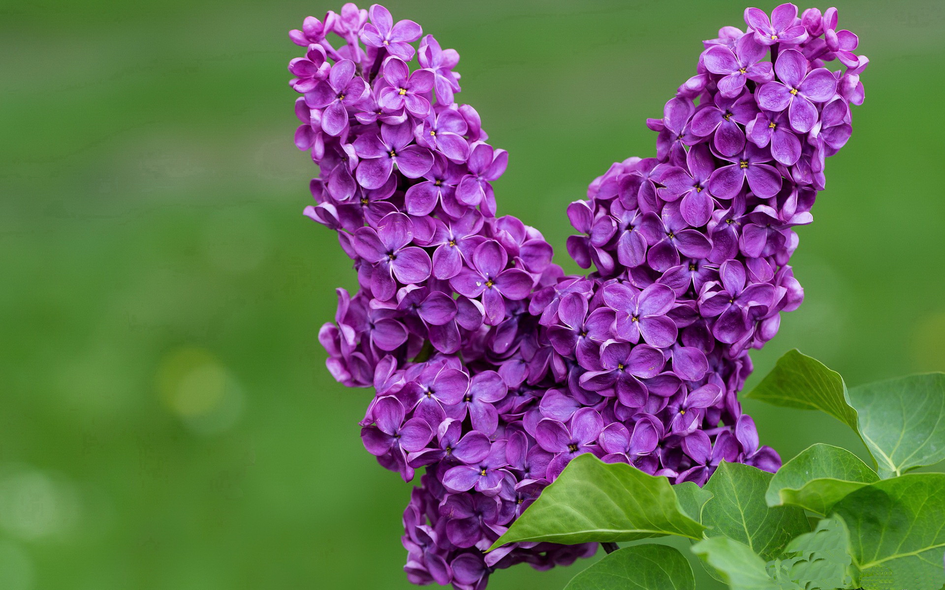 开云体育APP下载-武磊重返国家队，状态回升，武磊重返国家队,状态回升了吗
