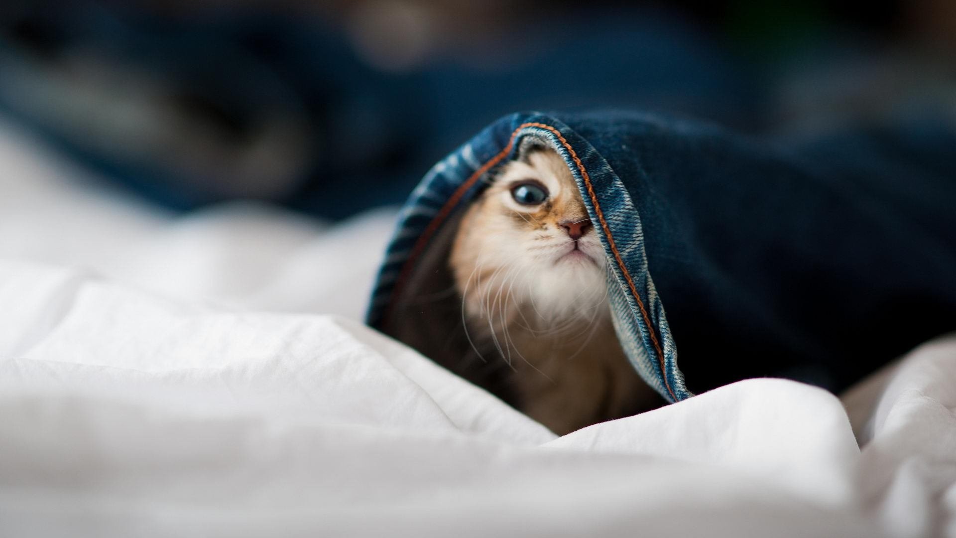 澳洲冠军争霸赛：强强对话定江山，澳洲10冠军定码