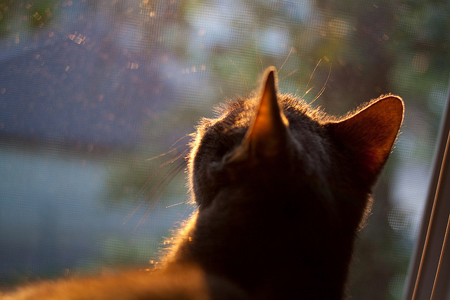 现场气氛热烈，球迷热情加油助威！，球场上人声鼎沸,大家都在为各自的队伍加油助威