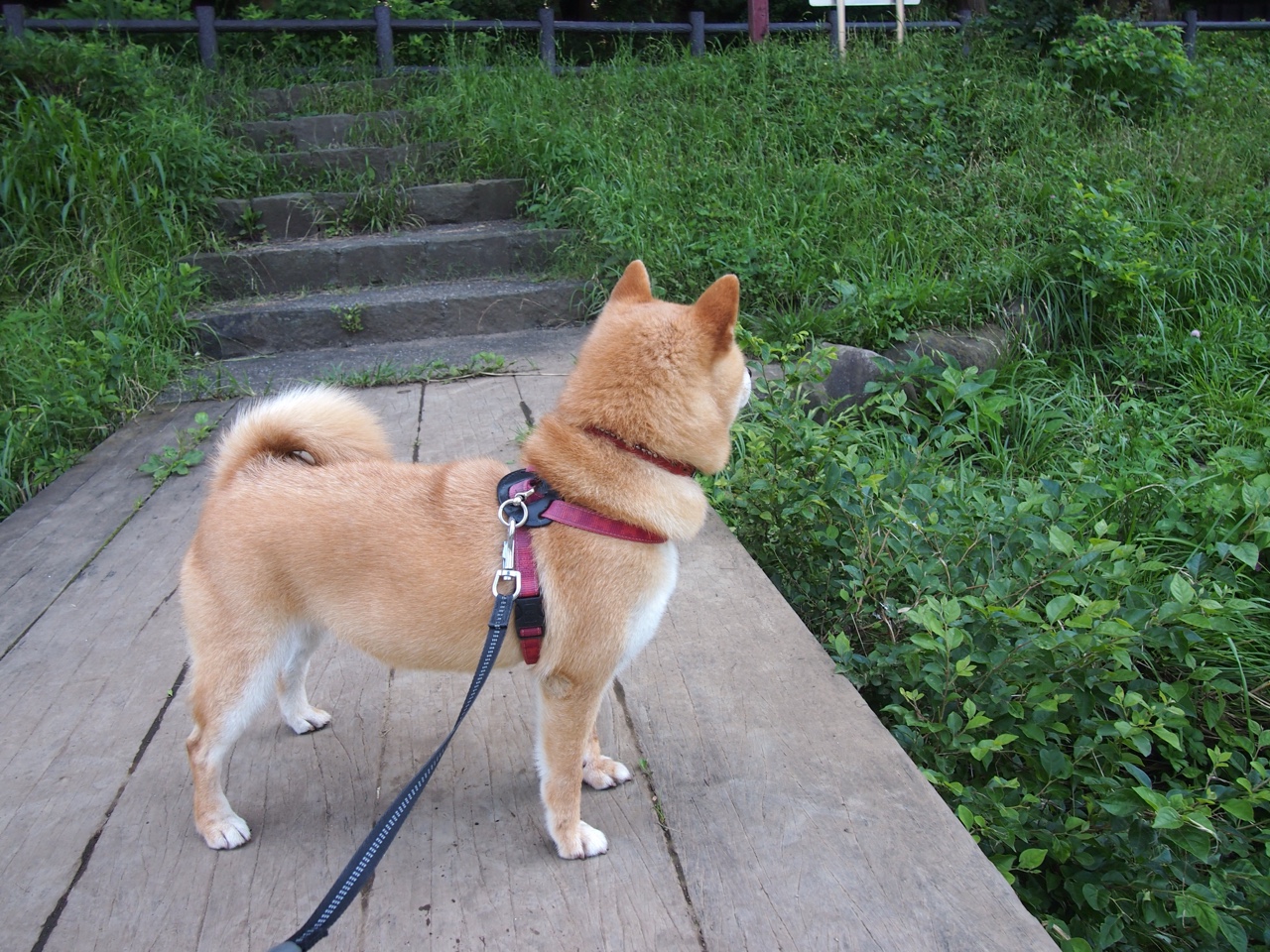 青少年高尔夫技能等级认证体系正式启动,青少年高尔夫运动技能等级标准