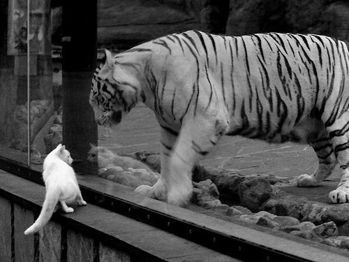 NBA联盟商业授权管理制度的优化研究,nba授权哪些企业