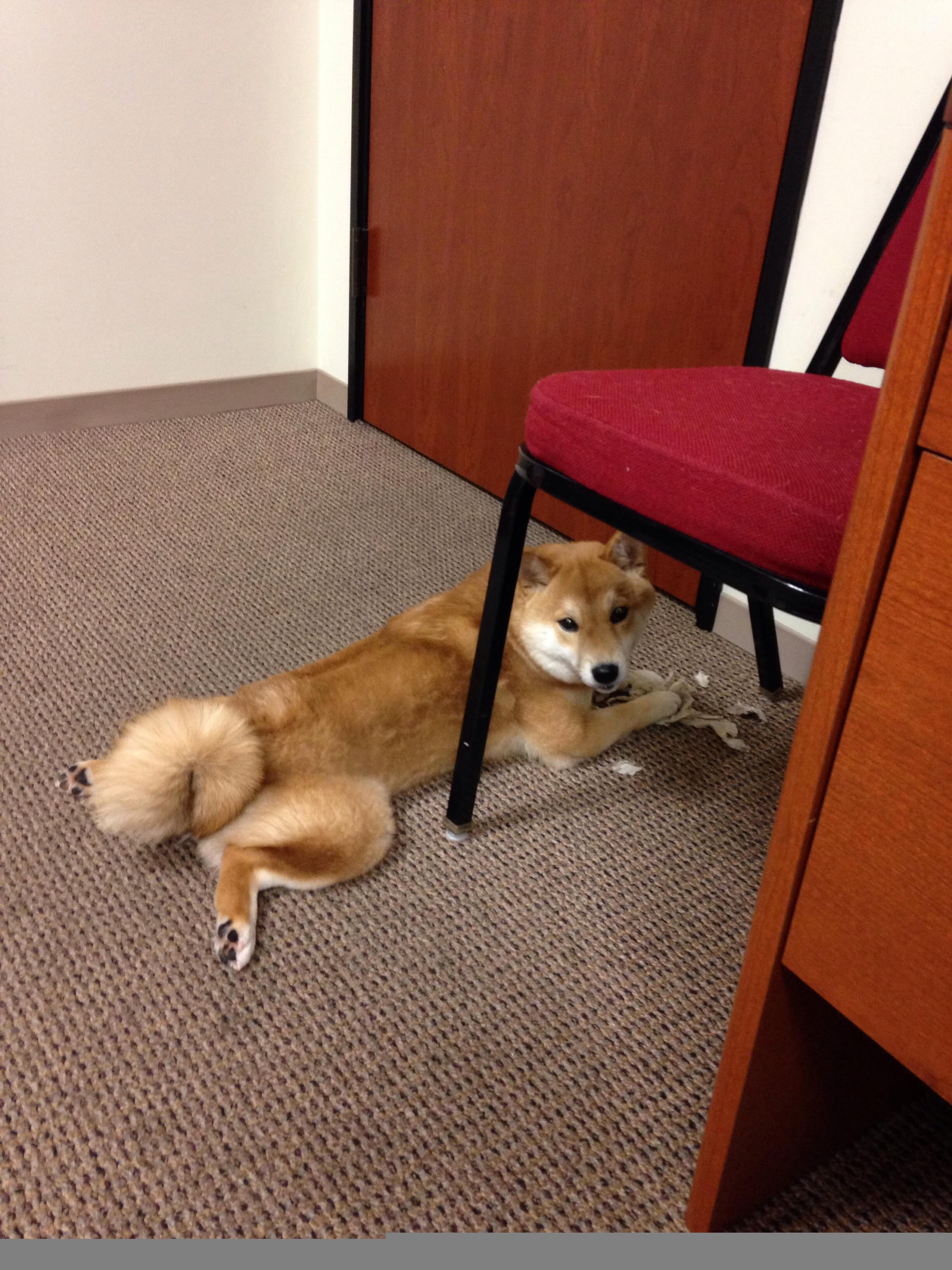 世界体育舞蹈锦标赛中国队表现优异,体育舞蹈世界锦标赛项目