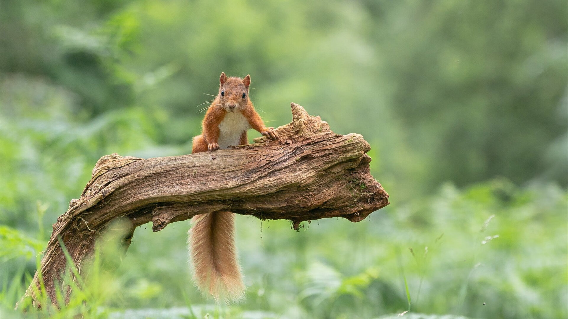 中国足球战术分工细化程度分析模型,足球技战术分析