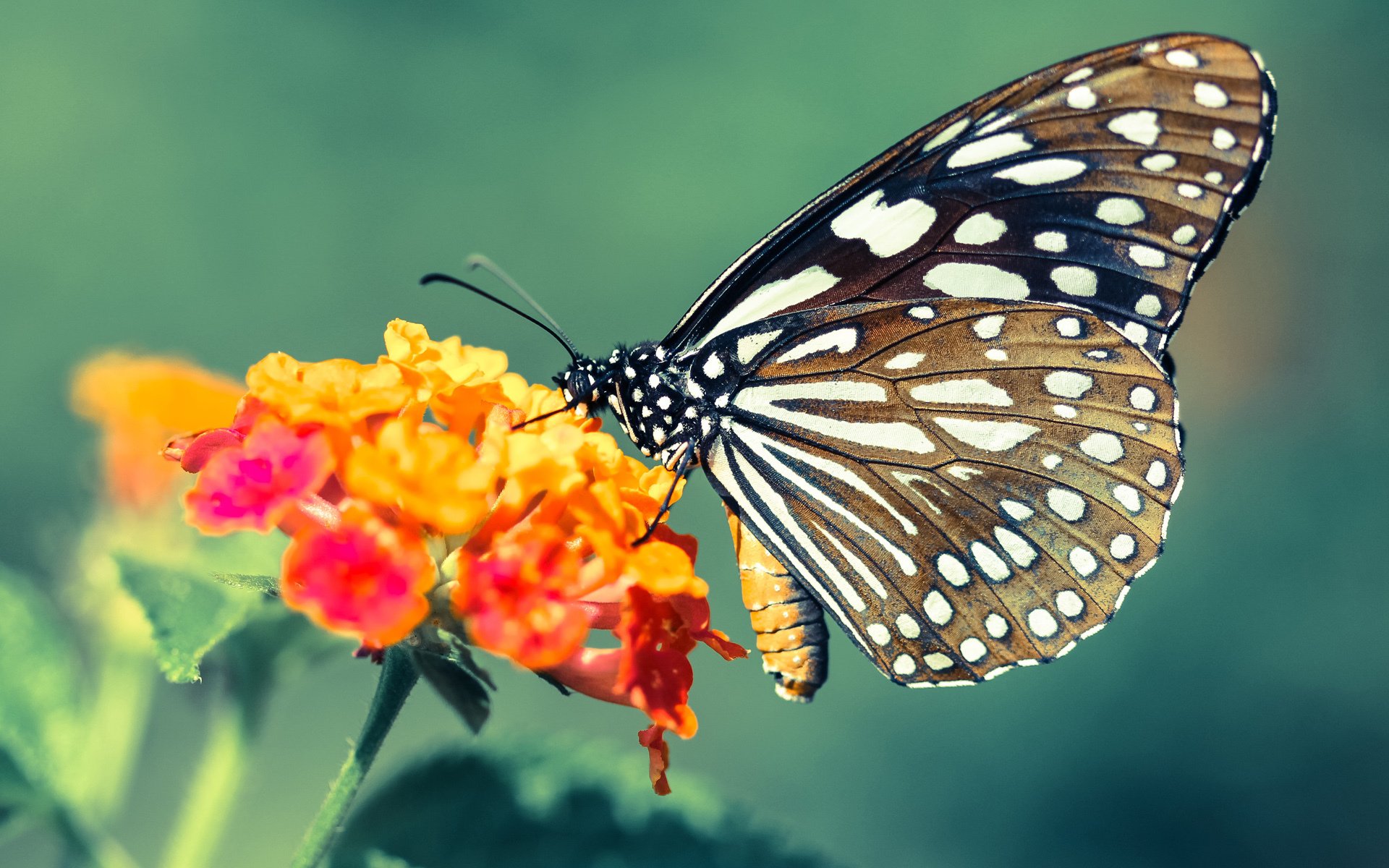 开云体育-五大联赛是否在对抗型中场中优先培养持球抗压能力，五大联赛最强中场