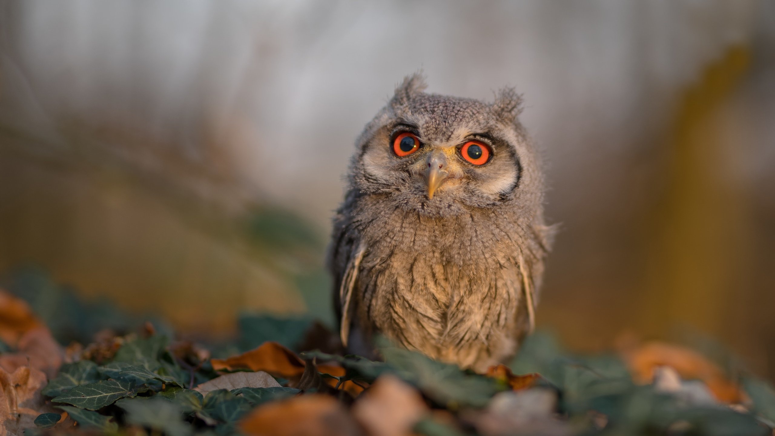 开云体育-加拿大队赛制解析：如何通过精准战术提升团队协作，加拿大参赛选手