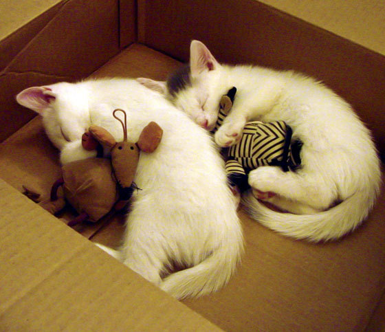 开云官方网站-中国足球联赛持续优化裁判判罚透明度，中国足球裁判规则