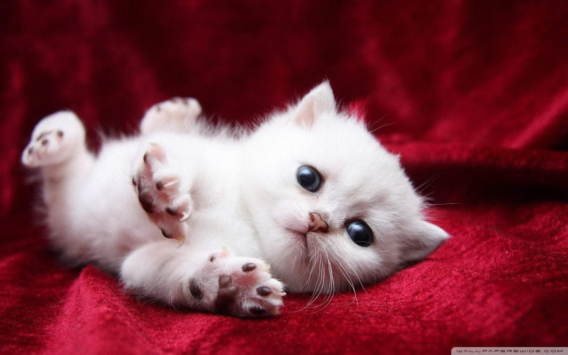 南非青训项目的国际化进程加速,橄榄球未来可期,南非拿过橄榄球世界杯冠军吗