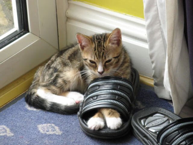 开云kaiyun-凯蒂·莱德基女子800米自由泳决赛再创辉煌，莱德基1500米自由泳里约奥运会