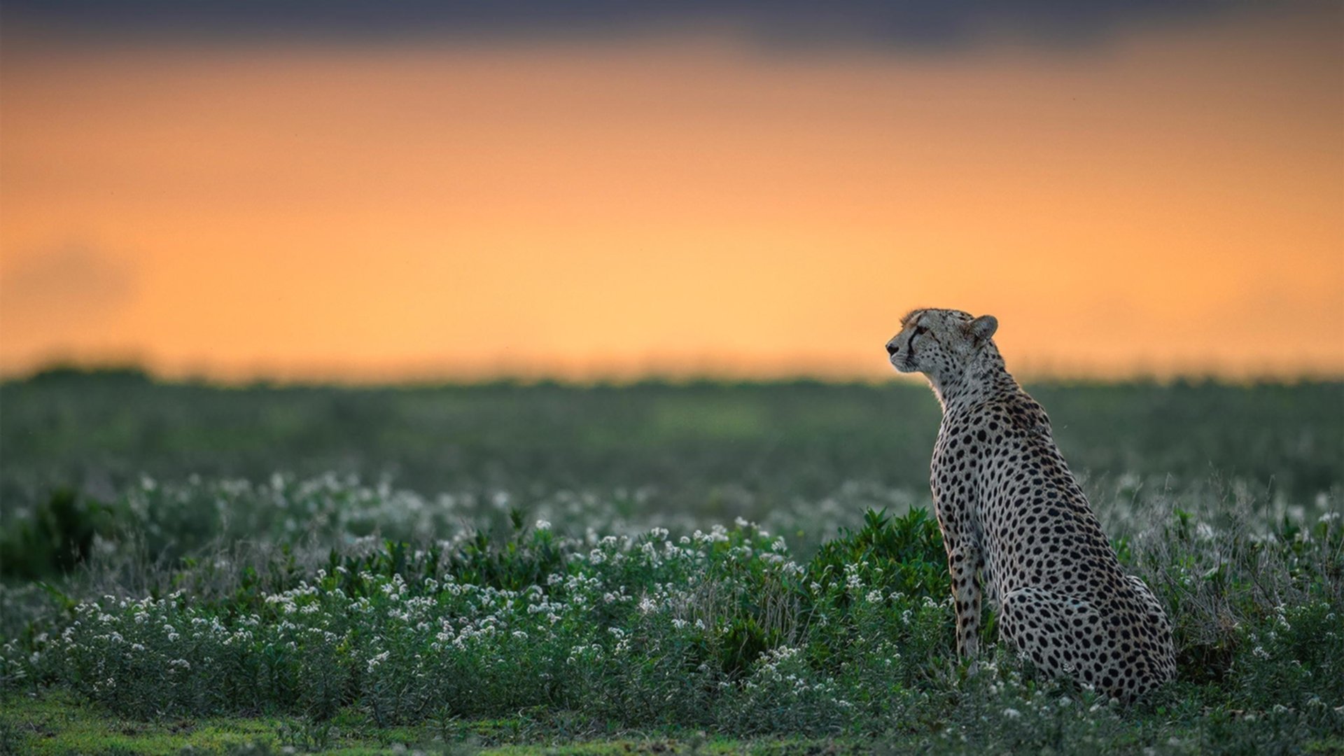卢旺达男篮在非洲预赛中奋勇迎战,梦想奥运