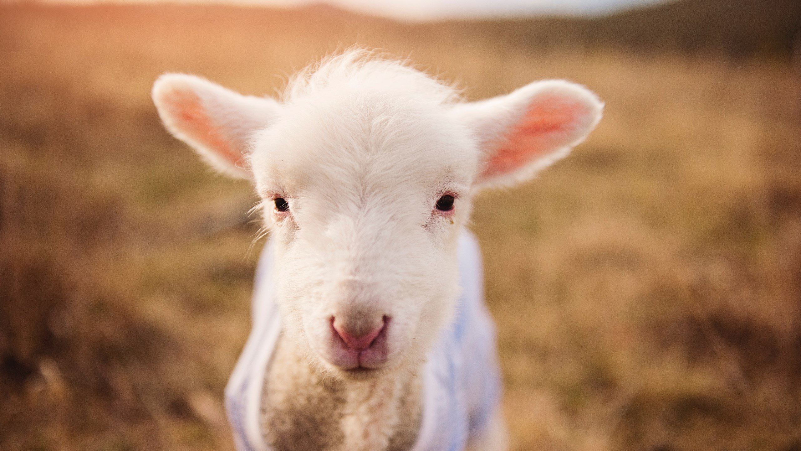 国家队战术复盘日引入教练员集中解读统一理解方向,国家队战绩