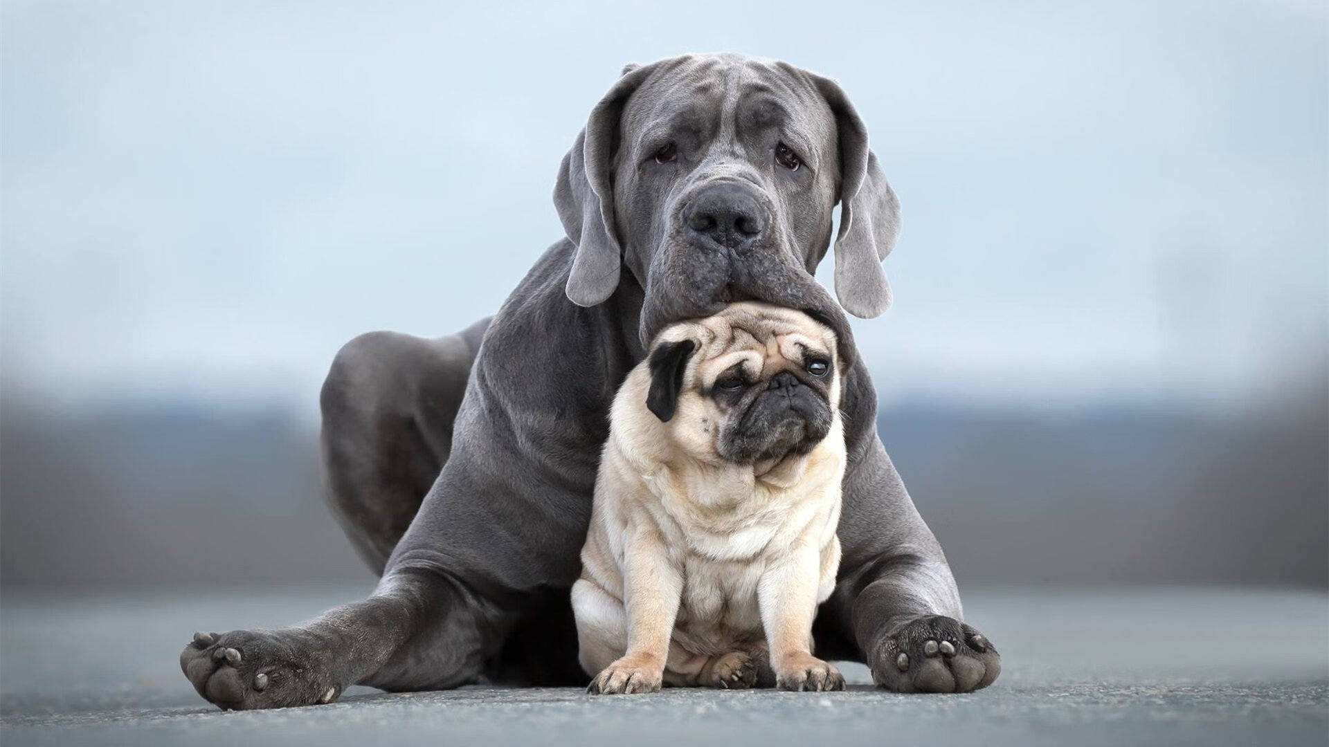 德国队重组阵容,备战下届国际大赛,德国队 阵容