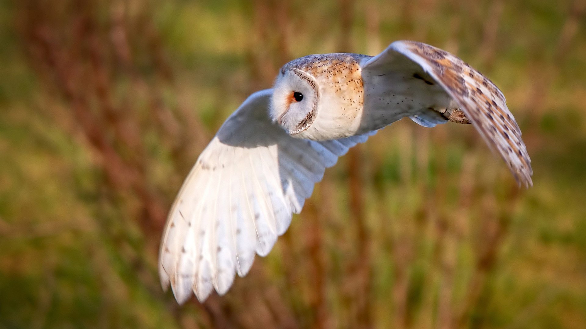 澳大利亚袋鼠队:传球精准与战术快速结合,澳大利亚袋鼠比赛