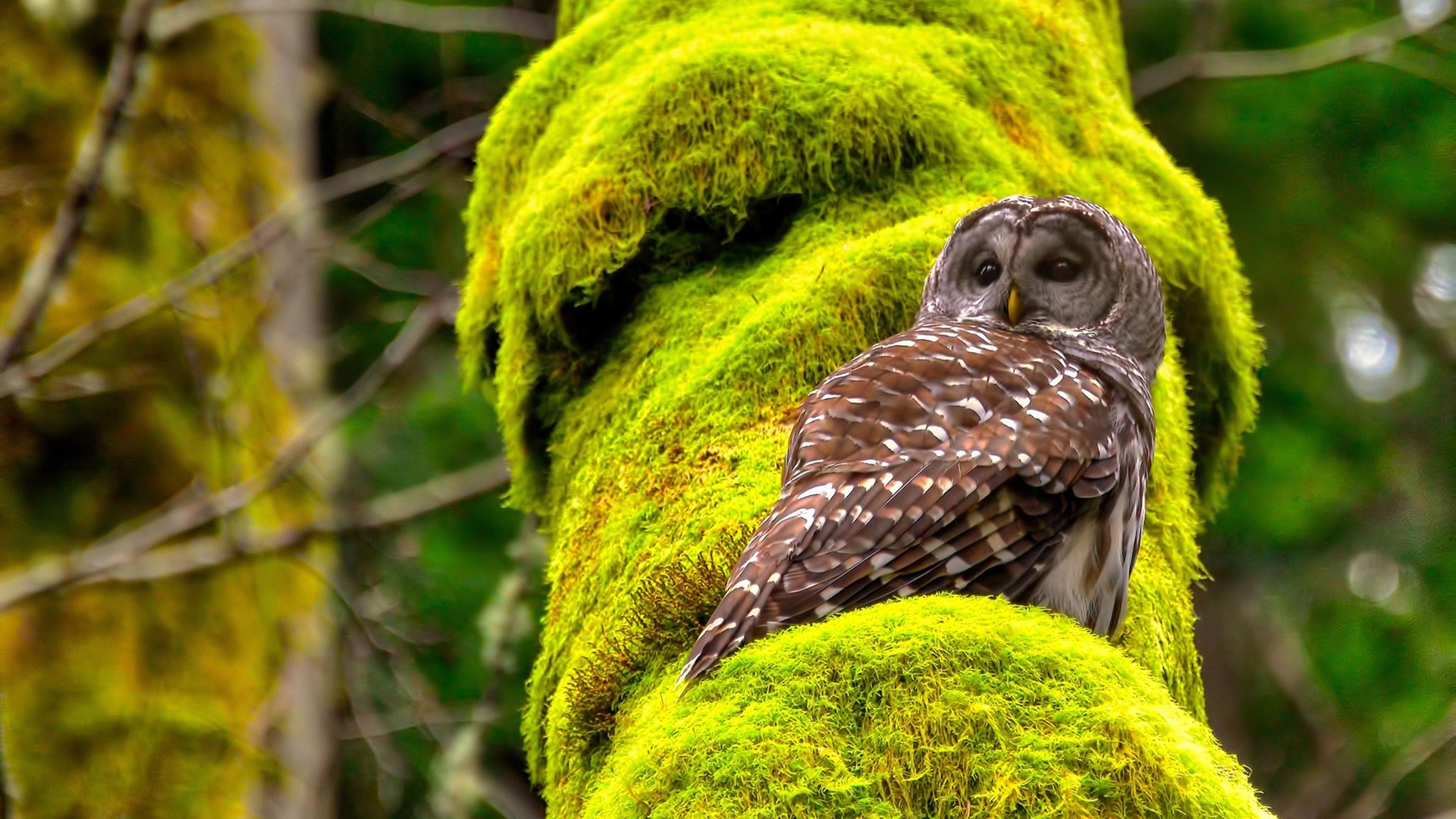 蝶泳赛场希腊节奏精准有力,蝶泳的比赛视频